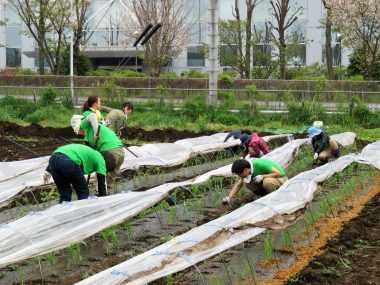 援農ボラトウモロコシ草取り